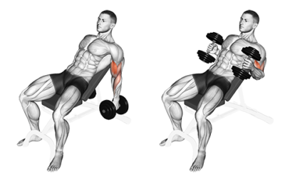 How To Do Seated Dumbbell Hammer Biceps Curls Image Exercise Guide