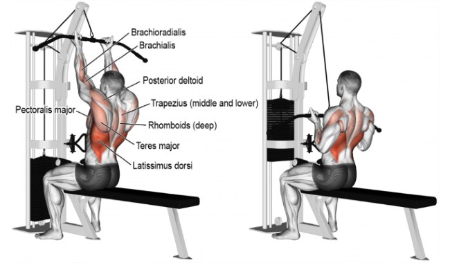 Lat Pull Down Exercises For A Defined Back - Gym Guider