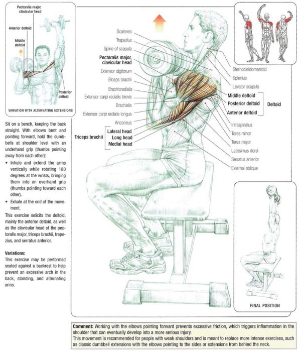 Mastering The Front Seated Dumbbell Press: Guide, Form, Flaws, Set Up ...