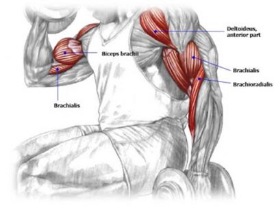 The Complete Biceps Training Guide For Maximum Arms Development ...