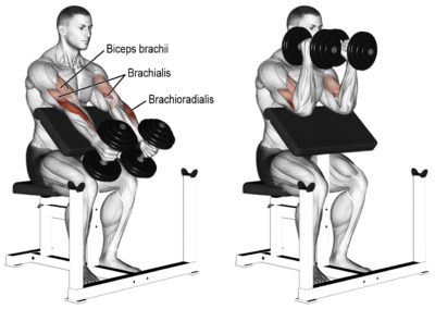 How To Do Seated Dumbbell Hammer Biceps Curls: Image Exercise Guide ...