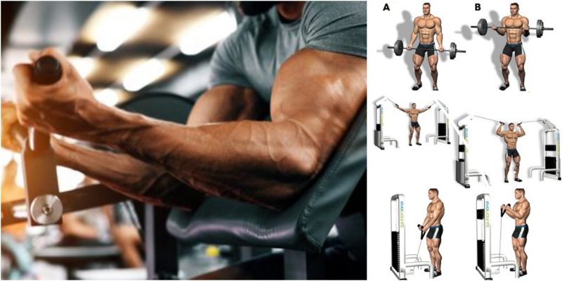 Grow Your Bicep Size And Strength With These 9 Highest Rated Exercises 