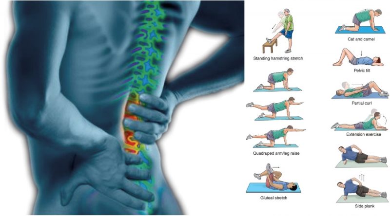 7 Of The Most Beneficial Lower Back Exercises To Support You With Your ...